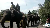 Gajah di Gembira Loka Joging Tiap Jumat Pagi
