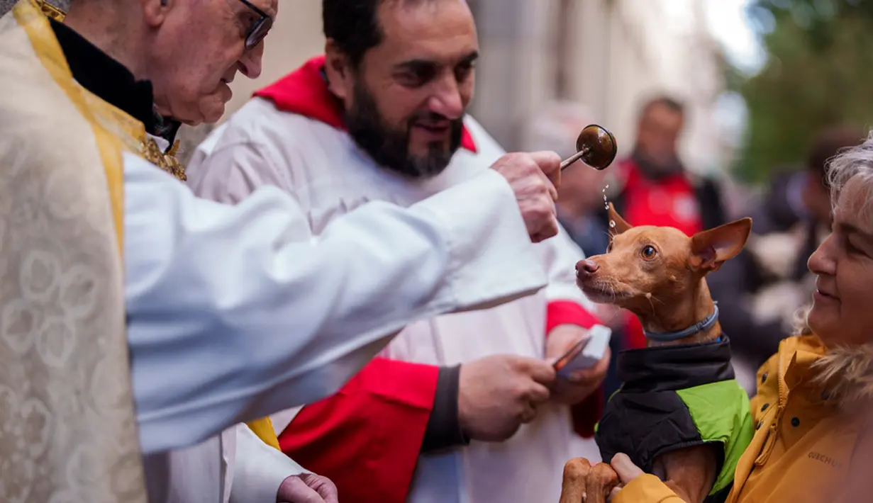 Acara ini lebih dikenal semacam Festival Hari Santo Antonius yang digelar setiap tahunnya sebagai bentuk peringatan akan sosok San Anthony yang dikenal sebagai santo pelindung binatang. (AP Photo/Manu Fernandez)