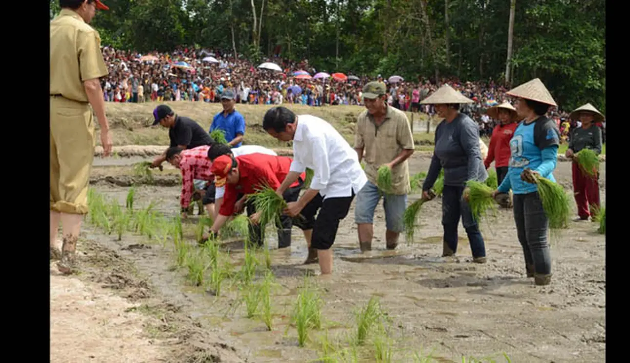 Penanaman padi oleh Presiden Jokowi sebagai tanda dimulainya gerakan serentak penanaman padi untuk swasembada pangan, Kalimantan Barat, Selasa (20/1/2015). (Rumgapres/Agus Suparto)