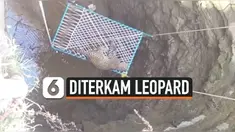 Thumbnail leopard terkam penolongnya