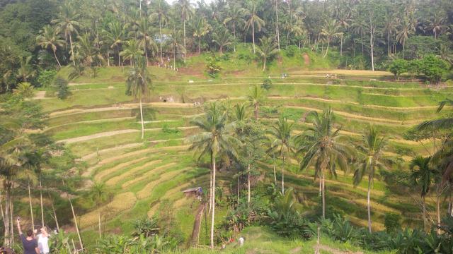 Sawah Berundak di Tegalalang Ubud Tersohor hingga Mancanegara
