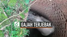 Seekor gajah terjebak di dalam sumur sedalam 20 kaki atau sekitar 6 meter di Jalpaiguri, Benggala Barat. Gajah itu berhasil diselamatkan petugas menggunakan crane.