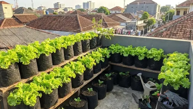 Kebun Sayur Kecil di Balkon Kos (Foto: AI)
