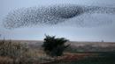 Ribuan burung jalak terlihat menghiasi langit saat melakukan migrasi di atas lahan pertanian dekat kota Beit Shean di Israel, Kamis (21/12). Fenomena burung bermigrasi sering menjadi sasaran fotografi para wisatawan. (AFP PHOTO/MENAHEM KAHANA)