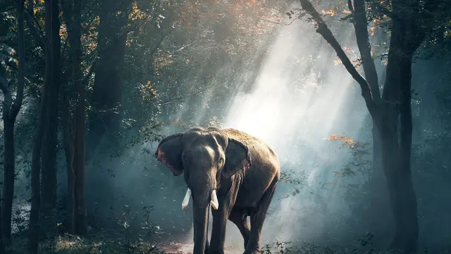 Gajah Asia