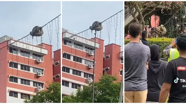Viral Upaya Penyelamatan Ular di Kabel Lampu Taman Ini Bikin Ikut Deg-degan
