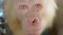 Yayasan BOS menjemput orangutan albino tersebut di Polsek Kapuas Hulu pada 29 April 2017, Kalimantan Tengah, Minggu (30/4). (AP/Indrayana/BOSF)