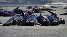 Sejumlah paus pilot tergeletak di sebuah pantai terpencil di Farwell Spit, di ujung utara Selandia Baru, Selasa (17/2). Lebih dari 100 ekor paus pilot terdampar sejak Jumat (13/2) lalu dan akhirnya mati di pantai tersebut. (AFP/Marty Melville)