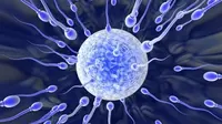 Fertilisasi Adalah Penyatuan Sel Gamet Laki-Laki dan Perempuan, Kenali Prosesnya