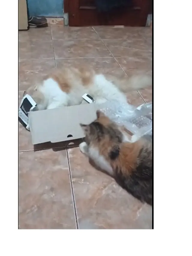 10 Potret Kucing Memaksa Masuk Kardus Ini Bikin Gemas, Enggak Sadar Ukuran