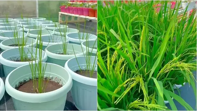 Wanita Ini Tanam Padi di Halaman Pakai Pot, Selalu Hasilkan 3,4 Kg Beras