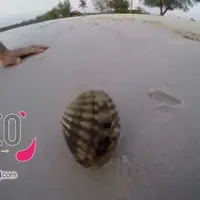 Gurita Ini Lahir dari di Dalam Kerang