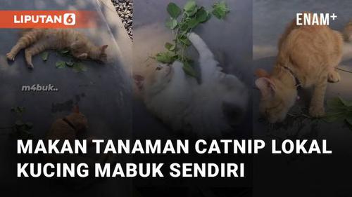 VIDEO: Makan Tanaman Catnip Lokal, Sekumpulan Kucing Mabuk Sendiri