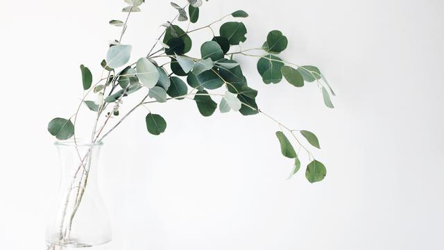 Ilustrasi daun binahong