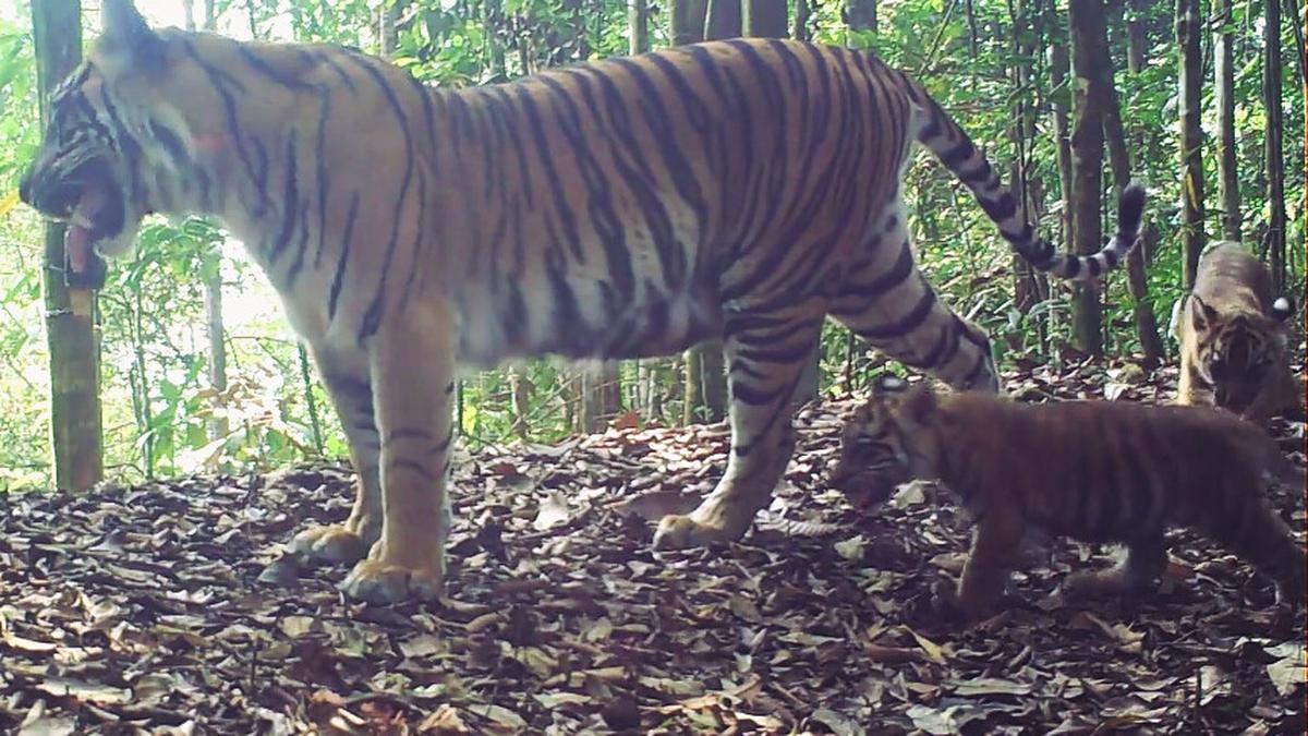 Kebun Binatang Bukittinggi Punya Bayi Harimau Sumatra, Minum Susu dan Makan Sekilo Daging Tiap Hari