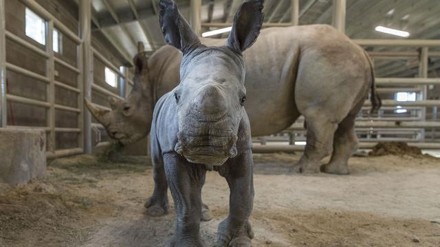 Seekor badak putih lahir di San Diego Zoo Safari Park pada 21 November 2019 diberi nama Future. (Ken Bohn/San Diego Zoo via AP)