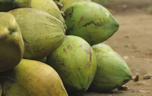 Hari Kelapa Sedunia (World Coconut Day): Produksi Kelapa di Indonesia