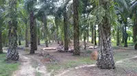 Kasus Sabu Anggota DPRD Langkat, Rumah Hingga Kebun Sawit Disita BNN