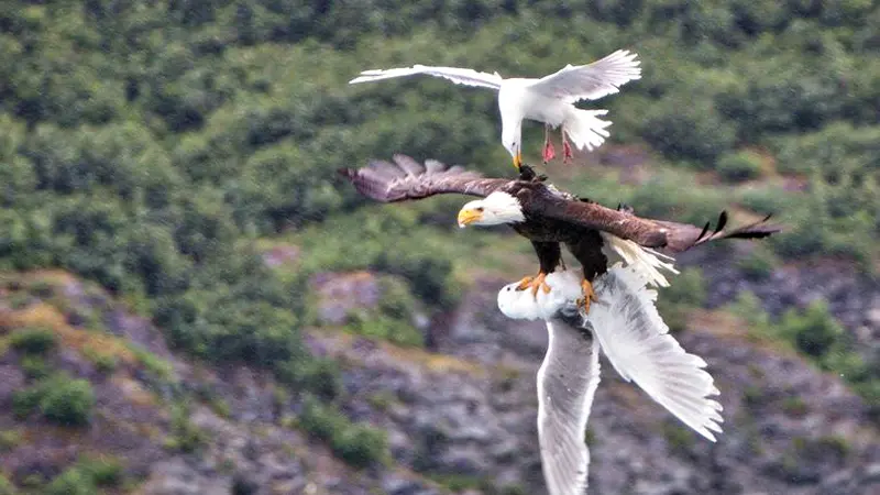 Burung Camar Menyerang Burung Elang Untuk Selamatkan Temannya