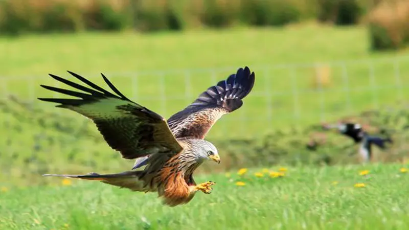 Burung Pemangsa yang Curi Pakaian Dalam