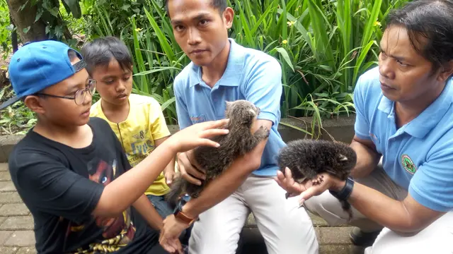 Binturong