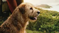 Arthur The King yang dibintangi Mark Wahlberg banjir pujian para kritikus. Film ini menampilkan kisah nyata manusia utang nyawa kepada seekor anjing. (Foto: Dok. Lionsgate)