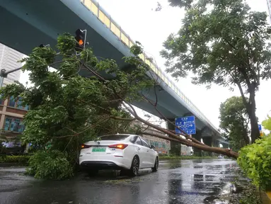 Sebuah mobil tertimpa pohon tumbang di Xiamen, Provinsi Fujian, China timur (11/8/2020). Mekkhala, topan keenam tahun ini, menerjang Wilayah Zhangpu di Provinsi Fujian, China timur, pada Selasa (11/8) sekitar pukul 07.30 waktu setempat. (Xinhua/Zeng Demeng)