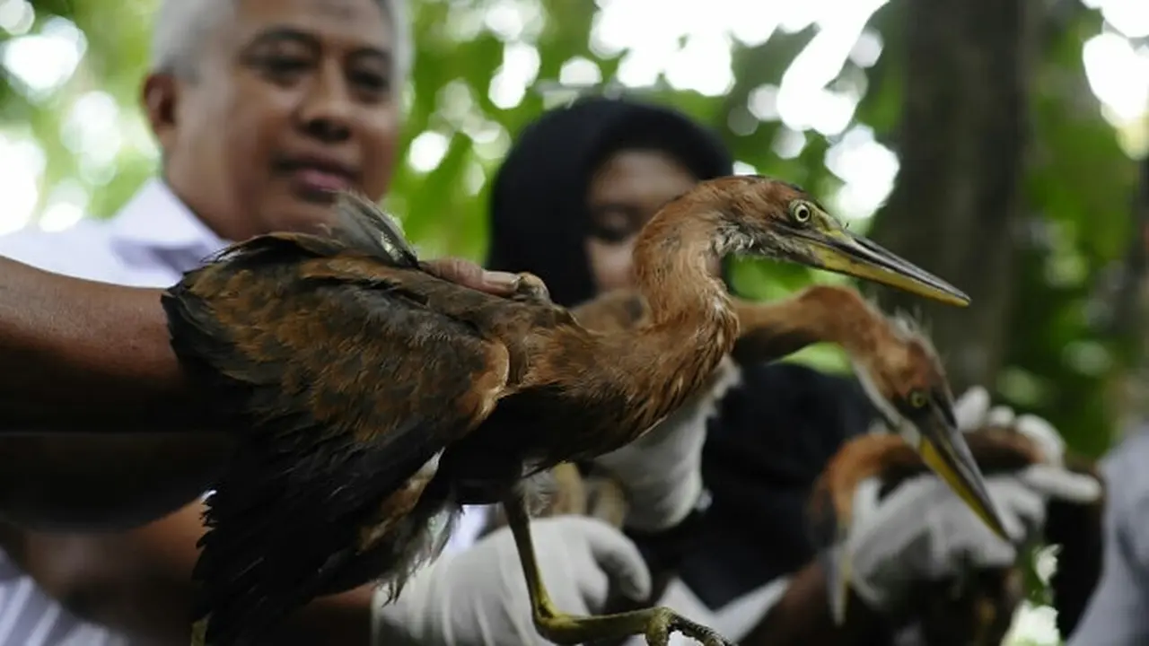 Burung cangak yang disita BBKSDA Riau dari penjual di penggir jalan
