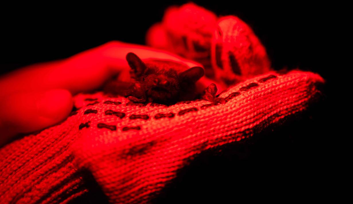 Diketahui, ledakan dan kerusakan bangunan akibat perang antara Ukraina dan Rusia telah menghancurkan tempat hibernasi alami kelelawar saat musim dingin tiba. Tampak dalam foto, seekor kelelawar yang diselamatkan hinggap di tangan seseorang selama upacara pengembalian kelelawar ke alam liar di Kyiv, Ukraina, Sabtu, 4 April 2026. (AP Photo/Dan Bashakov)