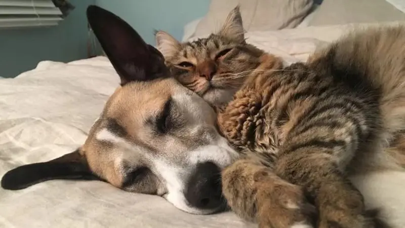 Pertemanan anjing dan kucing yang begitu akrab. (Foto: Samantha Kreisler via Metro.co.uk)