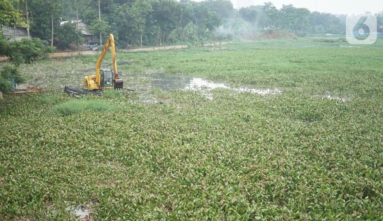 Petugas menggunakan alat berat untuk mengeruk eceng gondok yang memenuhi permukaan Setu Pengarengan, Depok, Jawa Barat, Senin (16/12/2019). Pengerukan dilakukan untuk membersihkan Setu Pengarengan dari eceng gondok yang tumbuh selama kurang lebih satu tahun terakhir. (Liputan6.com/Immanuel Antonius)