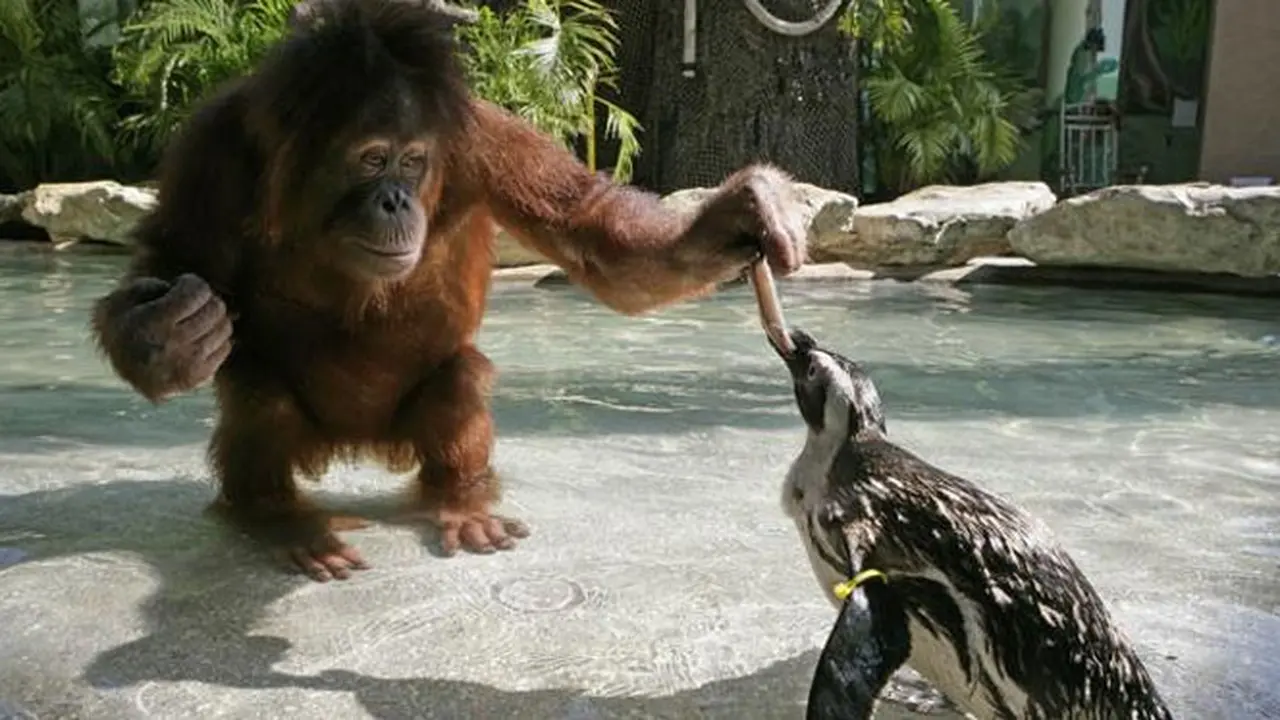 Suriya si orangutan. 