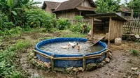 Cara Membuat Kolam Bebek Mini dari Terpal Murah untuk Pemula yang Efisien