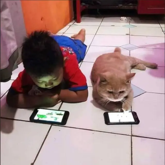 Bertingkah Seperti Manusia, 6 Potret Kucing saat Main HP Ini Bikin Gemas
