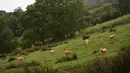 Kawanan domba berwarna oranye memakan rumput di lereng bukit di Troutbeck, Inggris bagian utara, Kamis (29/9). Sang pemilik, Pip Simpson, mewarnai dombanya dengan pewarna oranye tidak beracun untuk melindungi hewan ternaknya dari pencuri. (Oli Scarff/AFP)