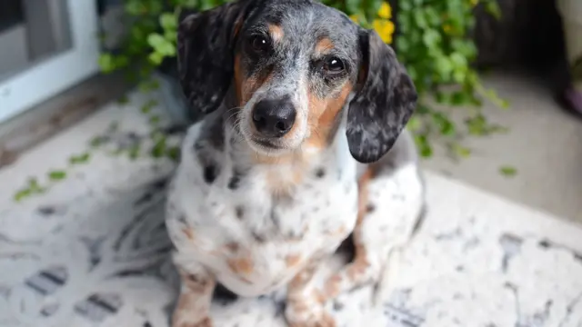 Dachshund