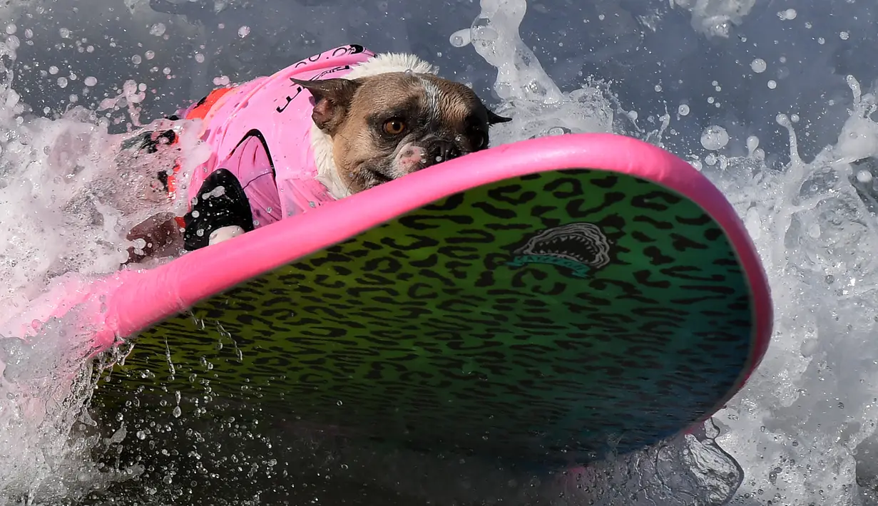 Seekor anjing menaiki papan selancar mengikuti Surf City Dog di Pantai Huntington, California (23/9). Dalam kompitisi ini, anjing-anjing menunjukkan kemampuan mereka menari di antara ombak dengan papan selancar. (AFP Photo/Mark Ralston)