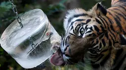 Seekor harimau menjilati balok es berisi sepotong daging di kebun binatang Roma atau disebut Bioparco di Roma, Italia, 13 Juli 2016. Akibat udara panas, pihak pengelola kebun binatang berinisiatif untuk memberi es krim pada para hewan. (Tiziana FABI/AFP)