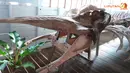 Besarnya rangka mulut ikan paus juga bisa disaksikan di tempat ini (Liputan6.com/Muhammad Ali)
