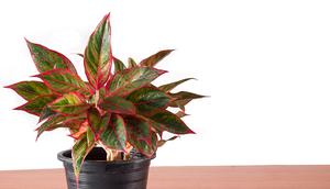 Tanaman Sri Rejeki. (Shutterstock)