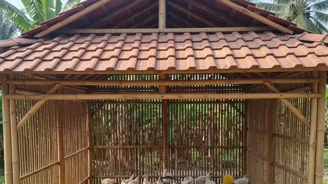 Contoh Kandang Ayam Broiler Skala Rumahan. AI