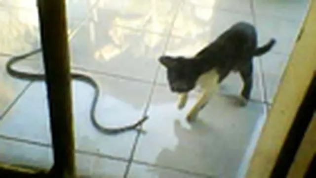 Kucing Vs Ular