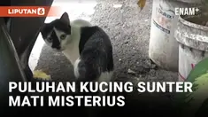 Puluhan Kucing di Sunter Agung Mati Mendadak