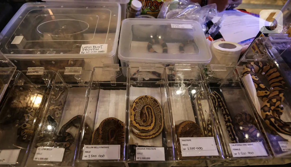 Sejumlah koleksi ular yang dipamerkan dalam Exotique Pet Expo di Senayan Park, Jakarta, Kamis (28/10/2021). Pameran bagi pecinta reptil ini digelar dari tanggal 27 hingga 31 oktober 2021 mendatang. (Liputan6.com/Johan Tallo)