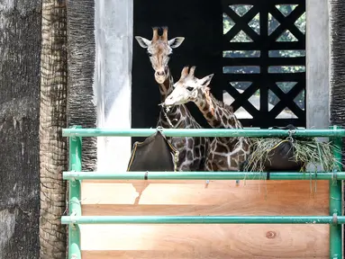 Sepasang jerapah bernama Dirgah dan Ayuri 70 resmi menjadi penghuni Kebun Binatang Ragunan, Jakarta, Selasa (18/8/2015). Ragunan kini memiliki sepasang jerapah hasil hibah dari Kebun Binatang Taronga Zoo, Sidney, Australia. (Liputan6.com/Yoppy Renato)