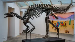Dinosaurus itu pertama kali ditemukan di akhir 1990-an di negara bagian Wyoming, AS, dan mulai direstorasi pada 2000 oleh paleontologis Barry James, yang kemudian menjadi nama dinosaurus itu. (Dimitar DILKOFF / AFP)