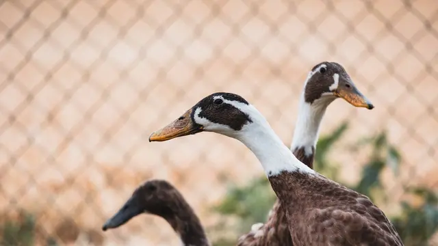 Jenis Bebek Petelur yang Produksi Stabil Meski Kandang Sederhana