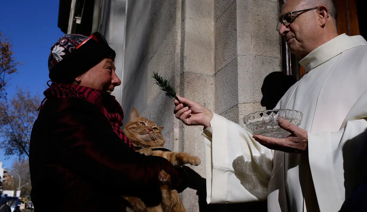 Seekor kucing mendapat berkat dari pendeta saat mengikuti upacara Saint Anthony di Madrid, Spanyol, Selasa (17/1). Ratusan hewan peliharaan dibawa pemiliknya untuk diberkati setiap tahunnya dalam upacara tersebut. (AP Photo / Daniel Ochoa de Olza)