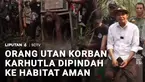 Ada dua orang utan yang dievakuasi dari kawasan kebakaran hutan dan lahan di Ketapang, Kalimantan Barat, dilepasliarkan ke habitat baru yang lebih aman. Sebelumnya, keduanya telah menjalani perawatan dan pemeriksaan kesehatan di pusat rehabilitasi.
