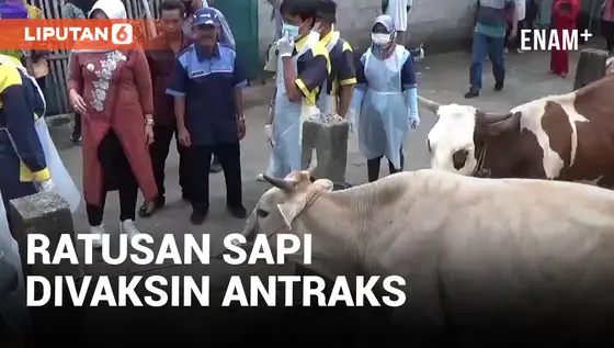VIDEO: Kembali Ditemukan Waspadai Penyakit Mematikan Antraks